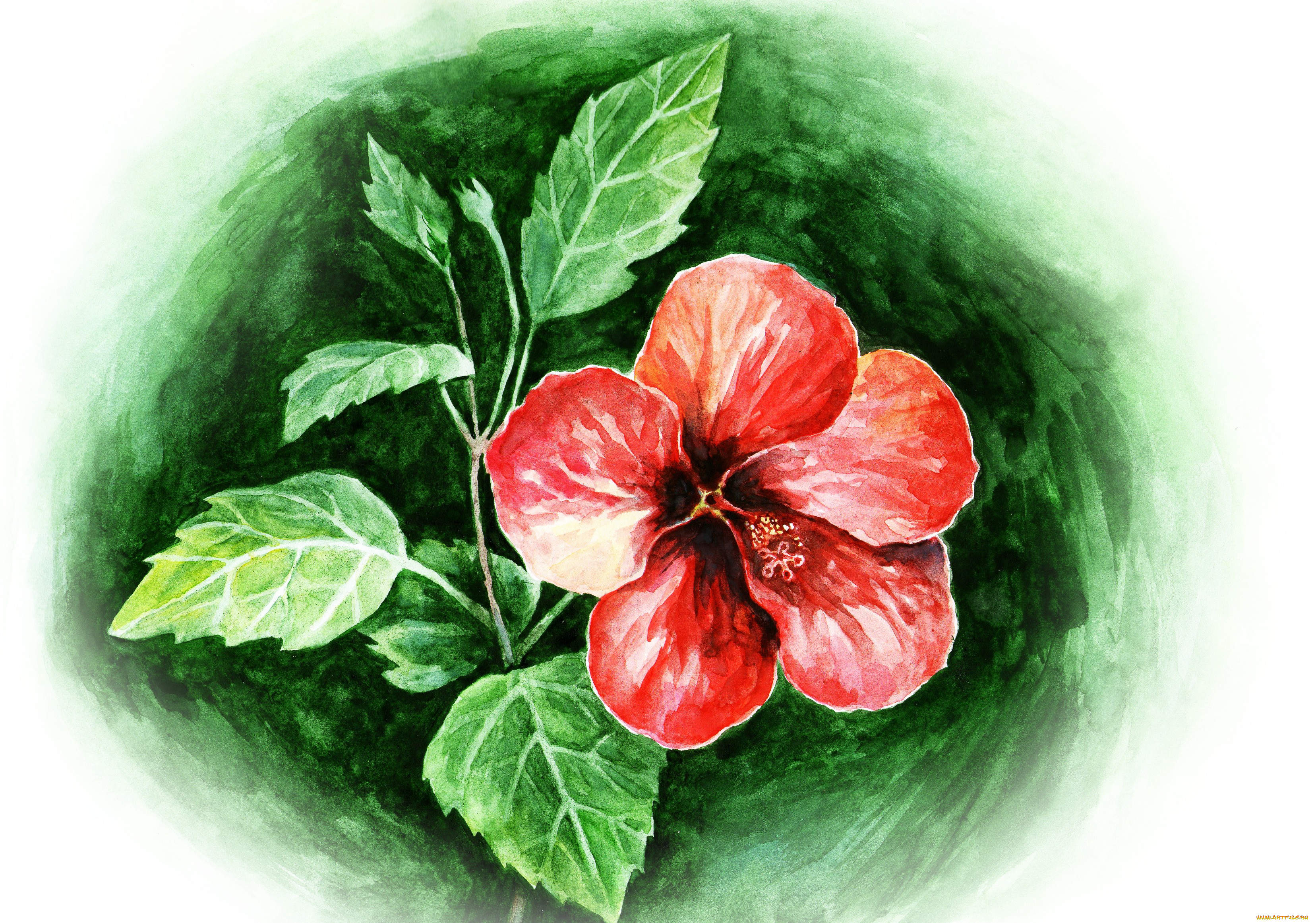 , , flower, red, watercolors, hibiscus